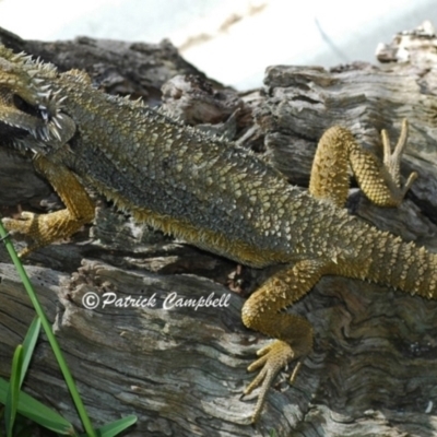 Pogona barbata (Eastern Bearded Dragon) at Blue Mountains National Park, NSW - 21 Apr 2007 by PatrickCampbell