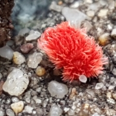 Trombidiidae (family) (Red velvet mite) at Black Mountain - 3 Aug 2021 by trevorpreston