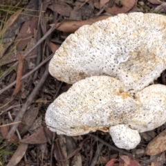 Laetiporus portentosus (White Punk) at Penrose, NSW - 19 Jul 2021 by Aussiegall