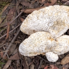 Unidentified Fungus (TBC) at Penrose, NSW - 19 Jul 2021 by Aussiegall