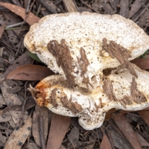 Laetiporus portentosus at Penrose, NSW - 19 Jul 2021 03:05 PM