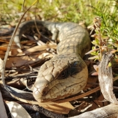 Tiliqua scincoides scincoides (Eastern Blue-tongue) at Penrose - 15 Jul 2021 by Aussiegall