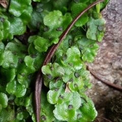 Lunularia cruciata (A thallose liverwort) at Black Mountain - 3 Aug 2021 by trevorpreston