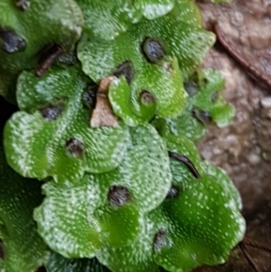 Lunularia cruciata at Acton, ACT - 3 Aug 2021