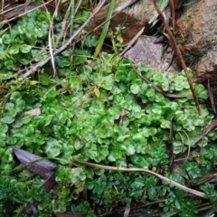 Lunularia cruciata at Acton, ACT - 3 Aug 2021