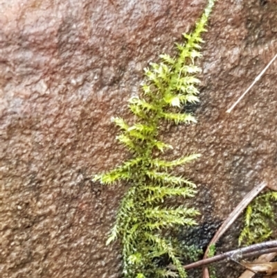 Unidentified Moss / Liverwort / Hornwort at Black Mountain - 3 Aug 2021 by trevorpreston