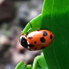 Hippodamia variegata (Spotted Amber Ladybird) at Downer, ACT - 3 Aug 2021 by trevorpreston