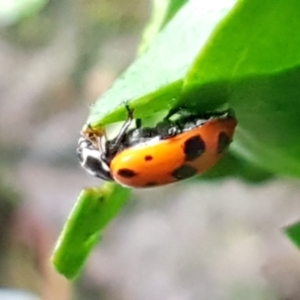 Hippodamia variegata at Downer, ACT - 3 Aug 2021 10:42 AM