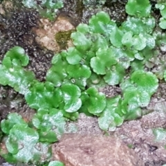 Lunularia cruciata (A thallose liverwort) at Downer, ACT - 3 Aug 2021 by trevorpreston