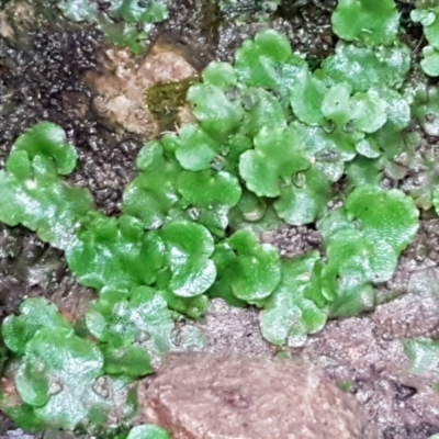 Lunularia cruciata (A thallose liverwort) at Black Mountain - 3 Aug 2021 by trevorpreston