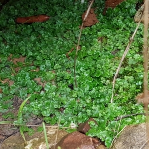 Lunularia cruciata at Downer, ACT - 3 Aug 2021 10:43 AM