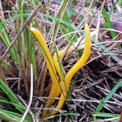 Clavulinopsis amoena (Yellow club) at Black Mountain - 3 Aug 2021 by tpreston