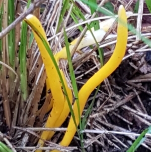 Clavulinopsis amoena at Acton, ACT - 3 Aug 2021 10:46 AM