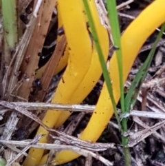 Clavulinopsis amoena at Acton, ACT - 3 Aug 2021 10:46 AM