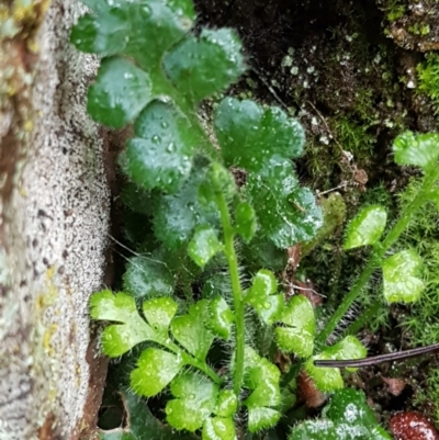 Asplenium subglandulosum (Blanket Fern) at Acton, ACT - 3 Aug 2021 by trevorpreston