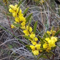 Acacia lanigera var. lanigera (Woolly Wattle, Hairy Wattle) at Black Mountain - 3 Aug 2021 by trevorpreston