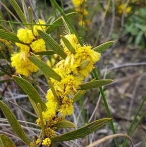 Acacia lanigera var. lanigera at Acton, ACT - 3 Aug 2021 11:02 AM