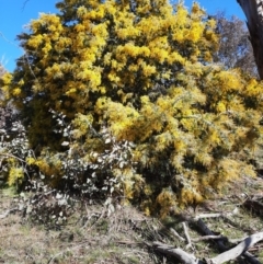 Acacia baileyana (Cootamundra Wattle, Golden Mimosa) at Majura, ACT - 29 Jul 2021 by Sarah2019