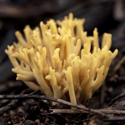 Ramaria sp. (genus) (A Coral fungus) at Penrose, NSW - 10 Jul 2021 by Aussiegall