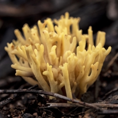 Ramaria filicicola at Wingecarribee Local Government Area - 10 Jul 2021 by Aussiegall