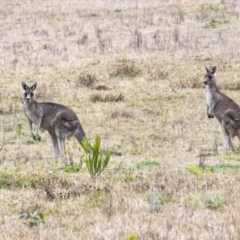 Macropus giganteus (Eastern Grey Kangaroo) at Wingecarribee Local Government Area - 1 Jul 2021 by Aussiegall