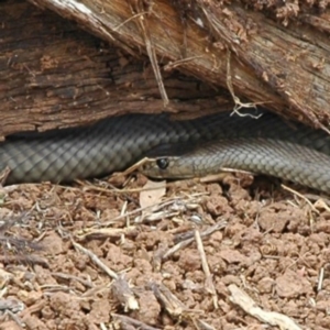 Pseudonaja textilis at Molong, NSW - 14 Feb 2015