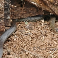 Pseudonaja textilis at Molong, NSW - 14 Feb 2015