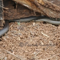 Pseudonaja textilis at Molong, NSW - suppressed