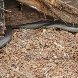 Pseudonaja textilis at Molong, NSW - 14 Feb 2015