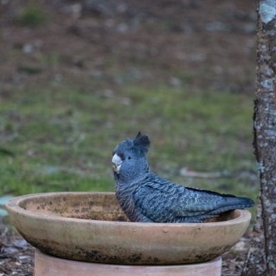 Callocephalon fimbriatum (Gang-gang Cockatoo) at Penrose - 31 Jul 2021 by Aussiegall