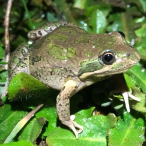 Limnodynastes tasmaniensis at Table Top, NSW - 3 Aug 2021 05:45 PM