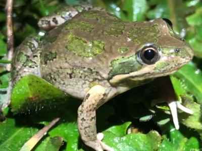 Limnodynastes tasmaniensis (Spotted Grass Frog) at Table Top, NSW - 3 Aug 2021 by DamianMichael