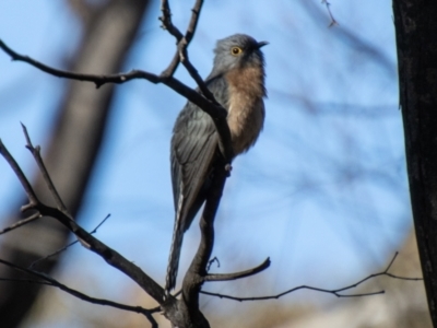 Cacomantis flabelliformis (Fan-tailed Cuckoo) at Tennent, ACT - 29 Jul 2021 by SWishart