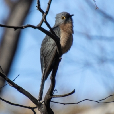 Cacomantis flabelliformis (Fan-tailed Cuckoo) at Tennent, ACT - 28 Jul 2021 by SWishart