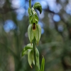 Bunochilus umbrinus (Broad-sepaled Leafy Greenhood) at Black Mountain - 3 Aug 2021 by RobG1