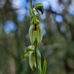 Bunochilus umbrinus (ACT) = Pterostylis umbrina (NSW) (Broad-sepaled Leafy Greenhood) by RobG1