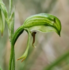 Bunochilus umbrinus (ACT) = Pterostylis umbrina (NSW) at suppressed - suppressed