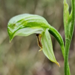 Bunochilus umbrinus (ACT) = Pterostylis umbrina (NSW) at suppressed - suppressed