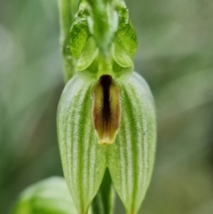 Bunochilus umbrinus (ACT) = Pterostylis umbrina (NSW) at suppressed - suppressed