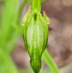 Bunochilus umbrinus (ACT) = Pterostylis umbrina (NSW) at suppressed - suppressed