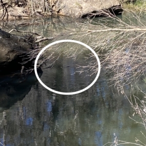 Ornithorhynchus anatinus at Tahmoor, NSW - 30 Jul 2021