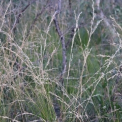 Poa sp. (A Snow Grass) at Bundanoon, NSW - 31 Jul 2021 by Sarah2019