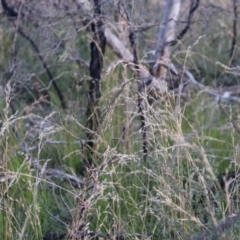 Cyathochaeta diandra at Bundanoon, NSW - 1 Aug 2021 09:49 AM