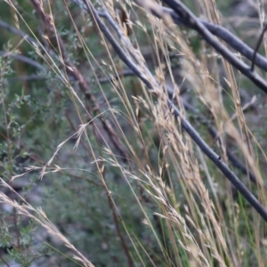 Cyathochaeta diandra at Bundanoon, NSW - 1 Aug 2021 09:49 AM