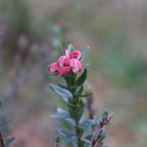 Grevillea baueri at Bundanoon, NSW - 1 Aug 2021