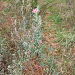 Grevillea baueri at Bundanoon, NSW - 1 Aug 2021 02:56 PM