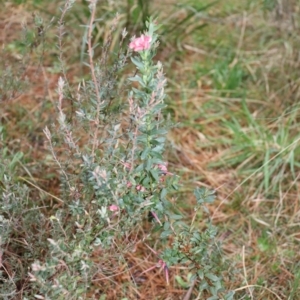 Grevillea baueri at Bundanoon, NSW - 1 Aug 2021