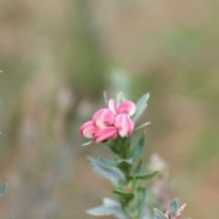 Grevillea baueri at Bundanoon, NSW - 1 Aug 2021