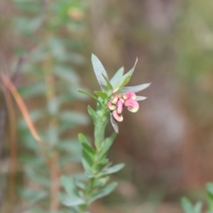 Grevillea baueri at Bundanoon, NSW - 1 Aug 2021