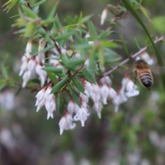 Leucopogon fletcheri subsp. brevisepalus (Twin Flower Beard-Heath) at Bundanoon, NSW - 1 Aug 2021 by Sarah2019